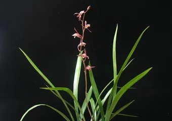 Potted Cymbidium sinense and Care (Creating Green Spaces, Happy Life) 2