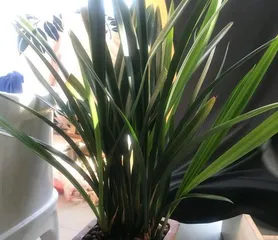 Potted Cymbidium sinense and Care (Creating Green Spaces, Happy Life) 3