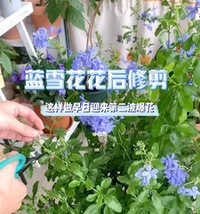 Maintenance methods for blue snowflake after flowering (tips and precautions for handling blue snowflake after flowering) 1
