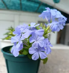Maintenance methods for blue snowflake after flowering (tips and precautions for handling blue snowflake after flowering) 2