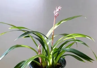 A Complete Guide to Outdoor Care for Cymbidium sinense (Suitable Light, Water, and Fertilizer Management) 1