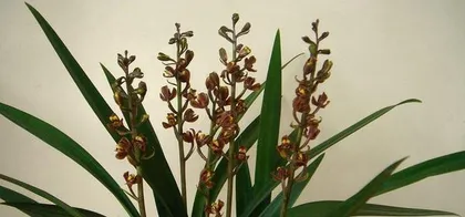 A Complete Guide to Outdoor Care for Cymbidium sinense (Suitable Light, Water, and Fertilizer Management) 2