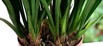 A Complete Guide to Outdoor Care for Cymbidium sinense (Suitable Light, Water, and Fertilizer Management) 3