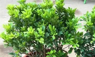 How to scientifically care for Milan in the summer? (Summer care secrets to make your Milan flower bloom with infinite charm) 1