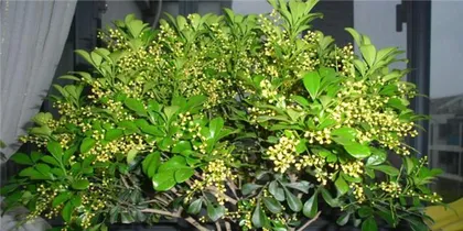 How to scientifically care for Milan in the summer? (Summer care secrets to make your Milan flower bloom with infinite charm) 2