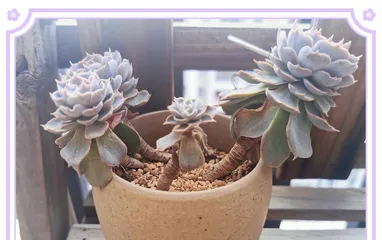 How to care for Echeveria glauca? (Echeveria glauca Growing Tips) 1
