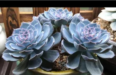 How to care for Echeveria glauca? (Echeveria glauca Growing Tips) 2