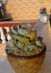 How to care for Echeveria glauca? (Echeveria glauca Growing Tips) 3