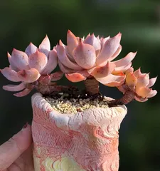 Blue Stone Lotus Exploding Pot Care Tips (Creating a Blue Stone Lotus Bonsai, Full of Blooms and Greenery) 1