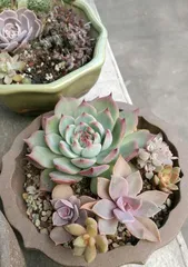 Blue Stone Lotus Exploding Pot Care Tips (Creating a Blue Stone Lotus Bonsai, Full of Blooms and Greenery) 2
