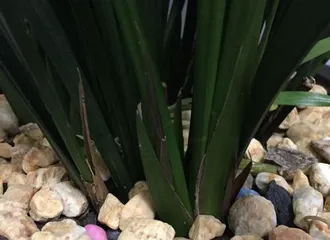 Cast Iron Plant Care, Scientific Watering (Best Watering Time and Frequency for a Stronger Growth) 1