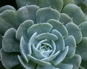 Blue Stone Lotus Exploding Pot Care Tips (Creating a Blue Stone Lotus Bonsai, Full of Blooms and Greenery) 3