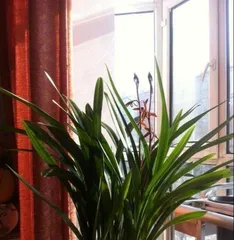 Cast Iron Plant Care, Scientific Watering (Best Watering Time and Frequency for a Stronger Growth) 2