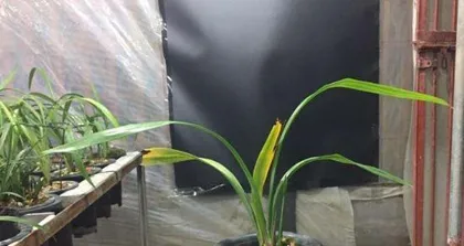 Cast Iron Plant Care, Scientific Watering (Best Watering Time and Frequency for a Stronger Growth) 3