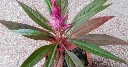 A Complete Guide to Planting Celosia (How many to plant per pot? How to care for it? All you need to know!) 1