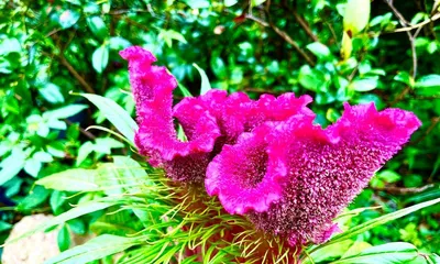 A Complete Guide to Planting Celosia (How many to plant per pot? How to care for it? All you need to know!) 2