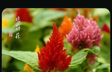 A Complete Guide to Planting Celosia (How many to plant per pot? How to care for it? All you need to know!) 3