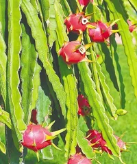 A Detailed Guide to Caring for Pitaya in All Seasons (What to Note About Watering in Spring?) 1
