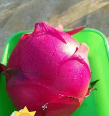 A Detailed Guide to Caring for Pitaya in All Seasons (What to Note About Watering in Spring?) 3