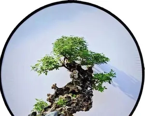 Feng Shui Taboos for Home-Raised Vitex Negundo Bonsai (Understand the Taboos of Vitex Negundo, Grow Bonsai Well) 2