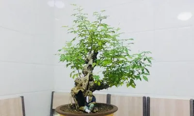 Feng Shui Taboos for Home-Raised Vitex Negundo Bonsai (Understand the Taboos of Vitex Negundo, Grow Bonsai Well) 3