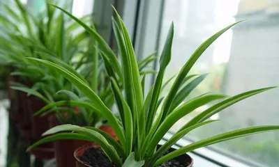 Keeping Spider Plants at Home for Excellent Home Feng Shui (Feng Shui Benefits and Care Tips for Spider Plants) 1