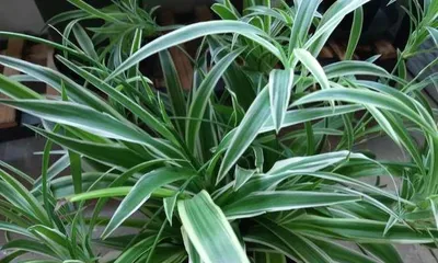 Keeping Spider Plants at Home for Excellent Home Feng Shui (Feng Shui Benefits and Care Tips for Spider Plants) 2