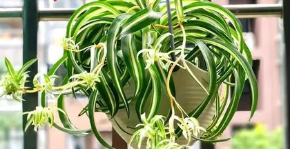 Keeping Spider Plants at Home for Excellent Home Feng Shui (Feng Shui Benefits and Care Tips for Spider Plants) 3