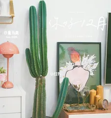 You can also grow beautiful cacti at home! (From selection to care, teaching you to easily grow healthy house cacti.) 1