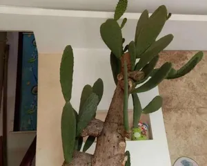 You can also grow beautiful cacti at home! (From selection to care, teaching you to easily grow healthy house cacti.) 3