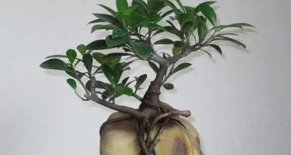 Methods and Tips for Growing Ficus at Home (Start Building Your Own Little Forest by Growing a Ficus Tree) 1