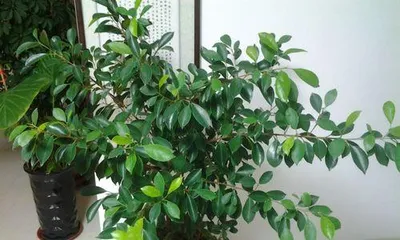 Methods and Tips for Growing Ficus at Home (Start Building Your Own Little Forest by Growing a Ficus Tree) 2