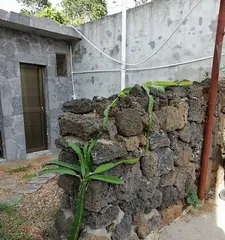 Can you grow dragon fruit at home? (Planting methods, care points, harvest expectations)1