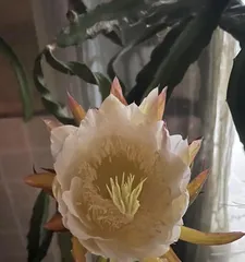 Can you grow dragon fruit at home? (Planting methods, care points, harvest expectations)2