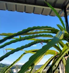 Can you grow dragon fruit at home? (Planting methods, care points, harvest expectations)3