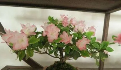 家里也能种杜鹃花——打造私家花园的秘诀（从环境到养护，教你种出美丽杜鹃花）1