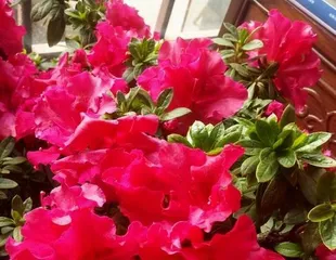 家里也能种杜鹃花——打造私家花园的秘诀（从环境到养护，教你种出美丽杜鹃花）2
