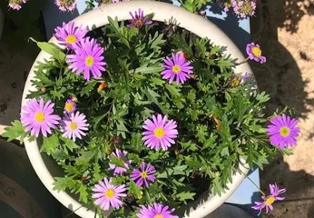 Planting Methods and Precautions for Leucanthemum paludosum (A Home Care Guide to Make You Fall in Love with Planting) 1