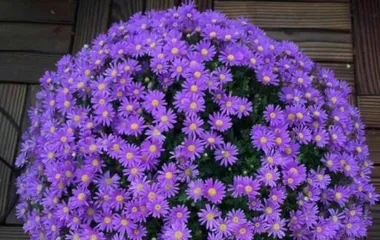 Planting Methods and Precautions for Leucanthemum paludosum (A Home Care Guide to Make You Fall in Love with Planting) 2