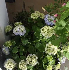 Tips for Growing Hydrangeas at Home (From Selection to Maintenance, Let Hydrangeas Bloom in Your Home)1