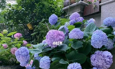 Tips for Growing Hydrangeas at Home (From Selection to Maintenance, Let Hydrangeas Bloom in Your Home)2
