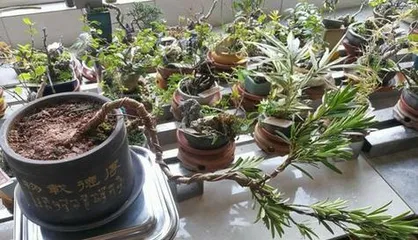 Benefits of Growing Pine Trees at Home (From Planting to Care, a Comprehensive Guide to Growing Pine Trees at Home) 1