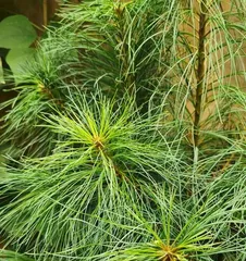 Benefits of Growing Pine Trees at Home (From Planting to Care, a Comprehensive Guide to Growing Pine Trees at Home) 2