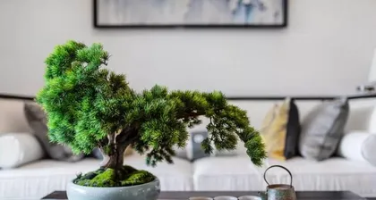 Benefits of Growing Pine Trees at Home (From Planting to Care, a Comprehensive Guide to Growing Pine Trees at Home) 3