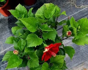 How to make safflower bloom? (Improve growing techniques to let safflower flourish with vitality) 1