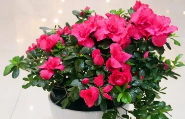 Understanding Azaleas (Mastering the flowering cycle and key care techniques of azaleas to make your garden bloom all year round) 1