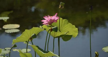 The secret of why lotus is not afraid of the sun (Exploring the reasons for the lotus
