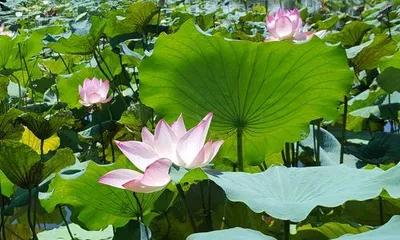 The secret of why lotus is not afraid of the sun (Exploring the reasons for the lotus