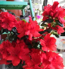 Understanding Azaleas (Mastering the flowering cycle and key care techniques of azaleas to make your garden bloom all year round) 2