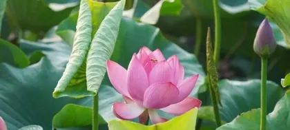 The secret of why lotus is not afraid of the sun (Exploring the reasons for the lotus